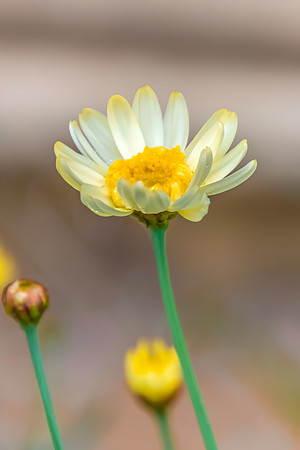 White Daisy Flower with rain drops