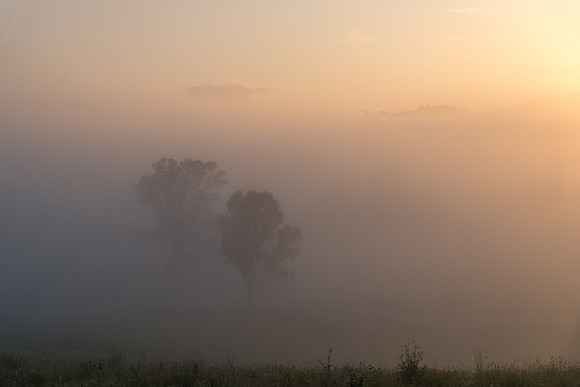 Sunrise in the country with thick early morning mist