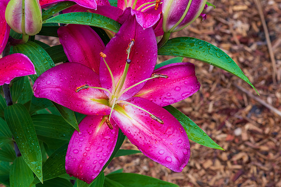 Dark Pink Lillies in bloom