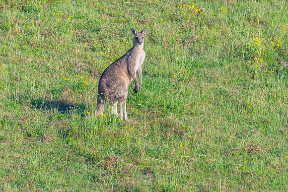Eastern Grey Kangaroo in a field
