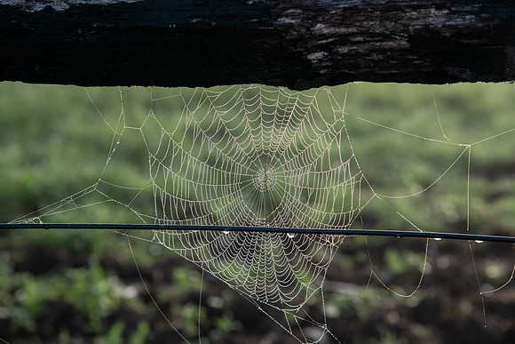 Spider web on fence