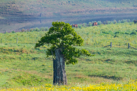 New growth - tree growing out of old stump