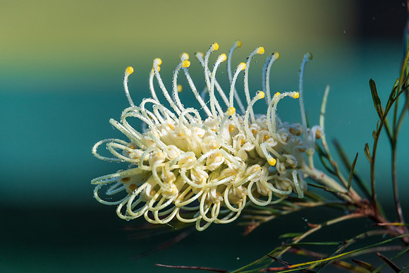 A yellow grevillea flower in the early morning dew