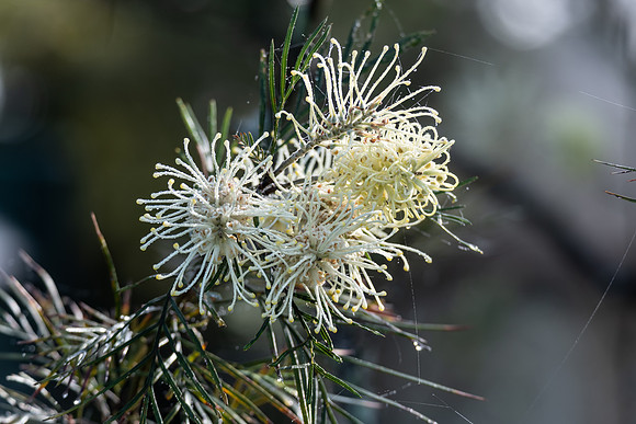 Yellow grevillea flowers in the early morning dew and spider web