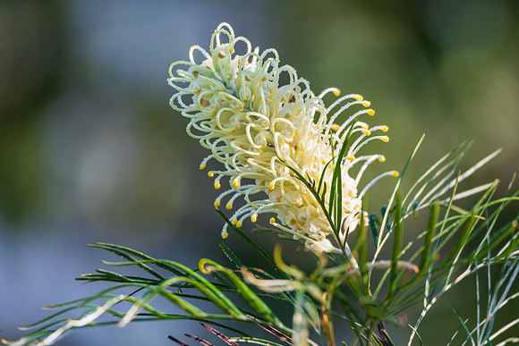 A yellow grevillea flower in the early morning dew