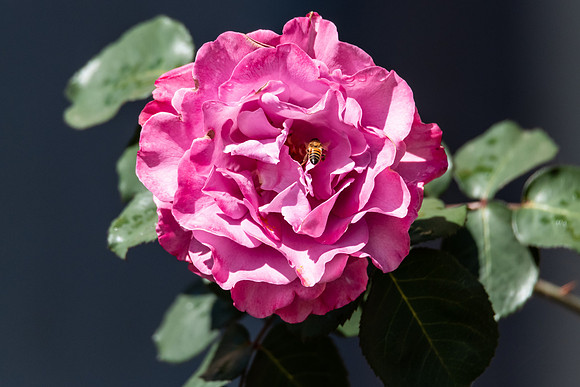 A pink camellia flower in bloom with bee