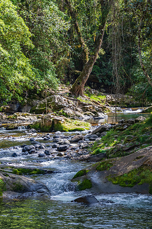 Mountain river surrounded by lush rainforest