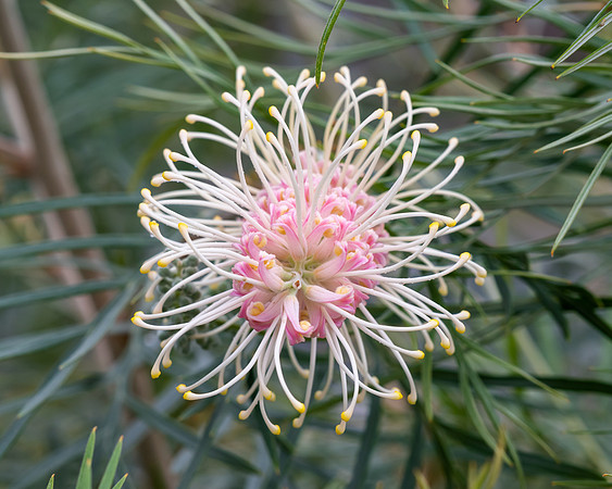 Soft colours in the garden - grevillea flower