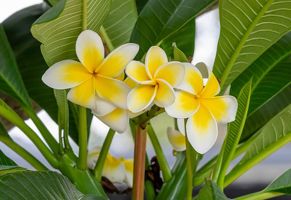 Frangipani flowers on the tree