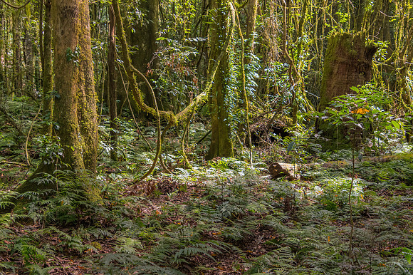 Into the rainforest greenery