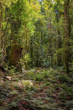 Into the rainforest greenery
