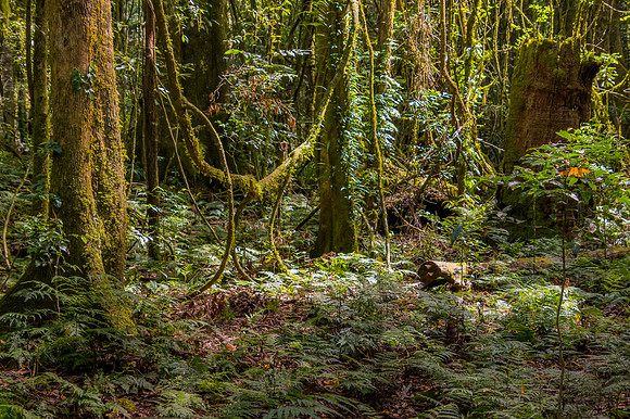 Into the rainforest greenery