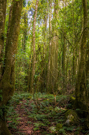Into the rainforest greenery