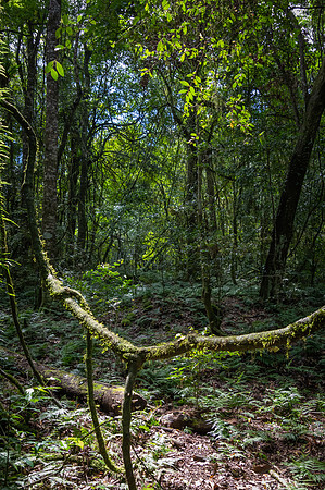 Into the rainforest greenery