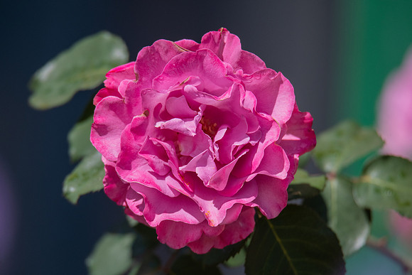 A pink camellia flower in bloom