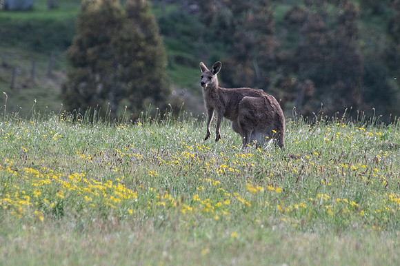 Eastern Grey Kangaroos