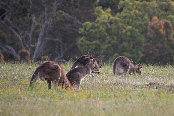 Eastern Grey Kangaroos in the twilight