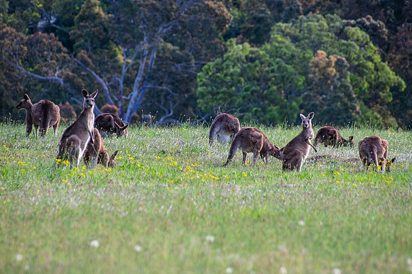 Eastern Grey Kangaroos in the twilight