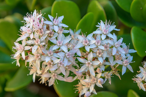 Jade plant in bloom with tiny white and pink flowers