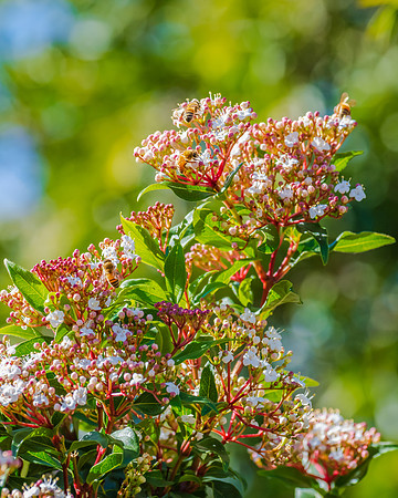 Blossoms and bees