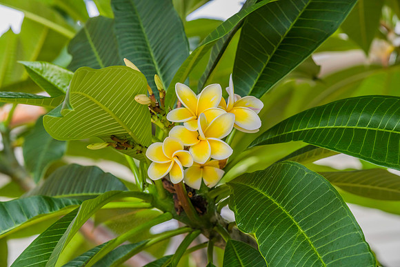 Frangipani flowers on the tree