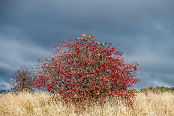 Crested Pigeons in a tree with red berries on a freezing winters