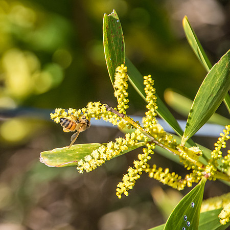 Yellow wattle and honey bee
