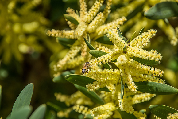 Yellow wattle and honey bee