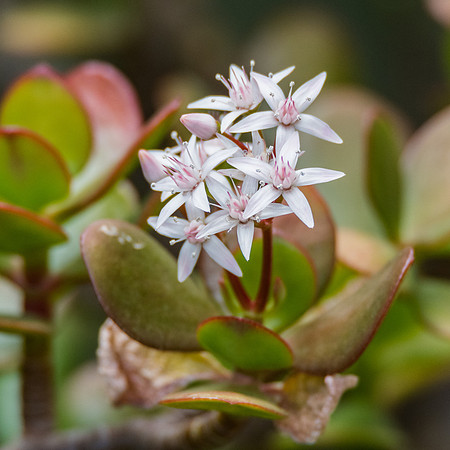 Jade plant in bloom with tiny white and pink flowers