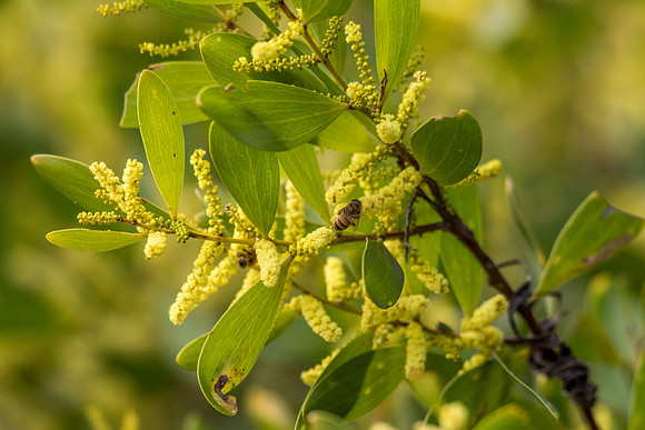 Yellow wattle and honey bee