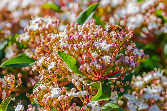 Blossoms and bee