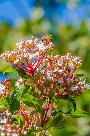 Blossoms and bee
