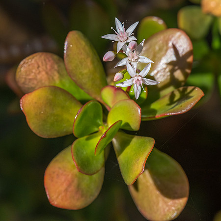 Jade plant in bloom with tiny white and pink flowers