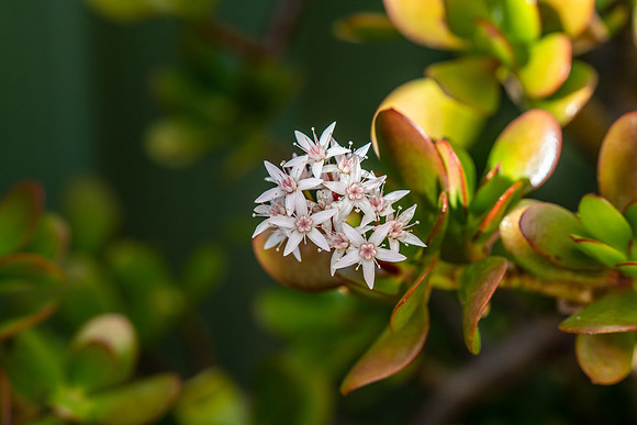 Jade plant in bloom with tiny white and pink flowers