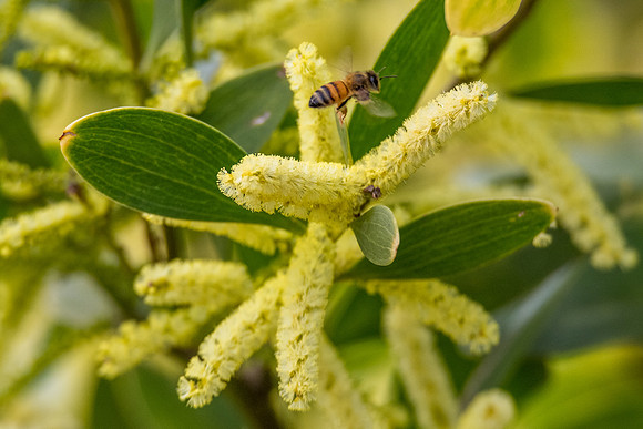 Yellow wattle and honey bee