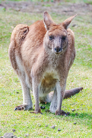Eastern Grey Kangaoos