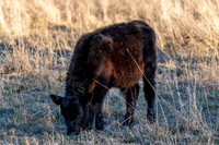 Calf in the paddock with long winter grass