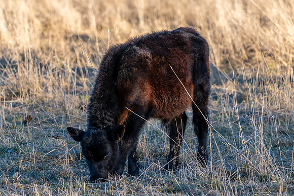 Calf in the paddock with long winter grass