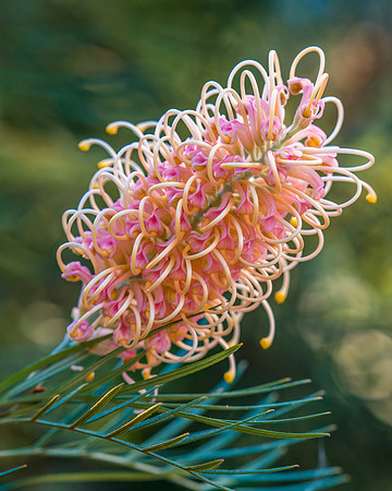 Springtime - Pink Grevillea in flower
