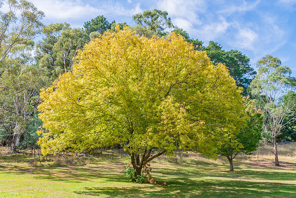 Early Autumn at Lake Canobolas