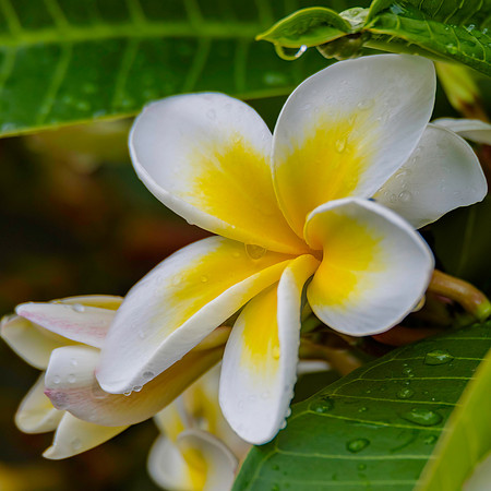 Frangipani flowers on the tree with rain drops