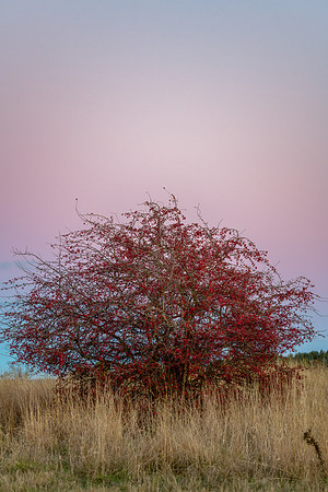 Winter Sunset and Common Hawthorn trees with red berries