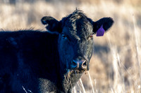 Cow in the paddock