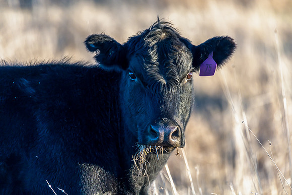 Cow in the paddock