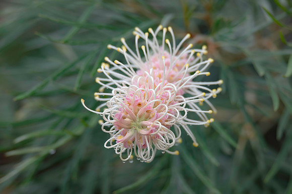 Soft colours in the garden - grevillea flower