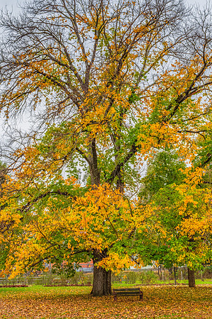 Castlemaine Botanical Gardens in late Autumn