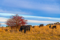 Later afternoon cloud cover over the countryside with cows