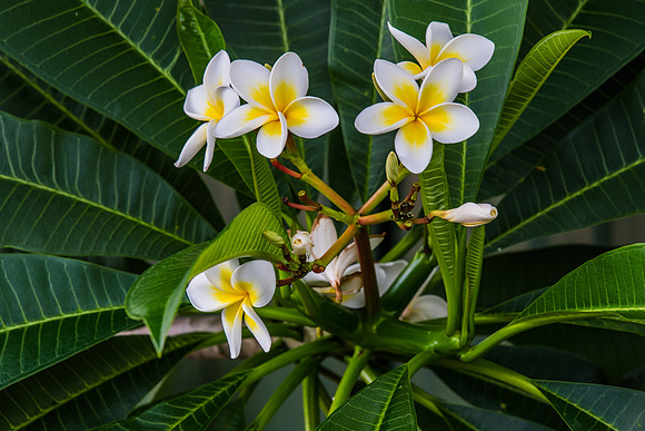 Frangipani flowers on the tree
