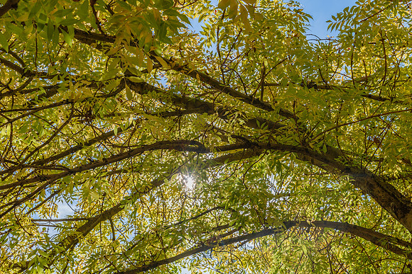 Early Autumn at Lake Canobolas