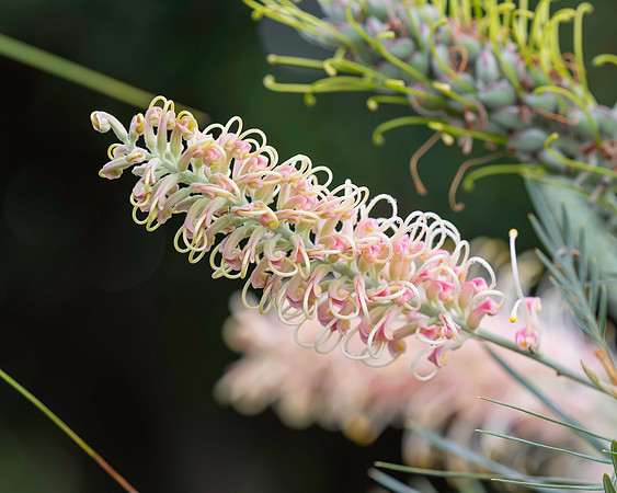 Soft colours in the garden - grevillea flower